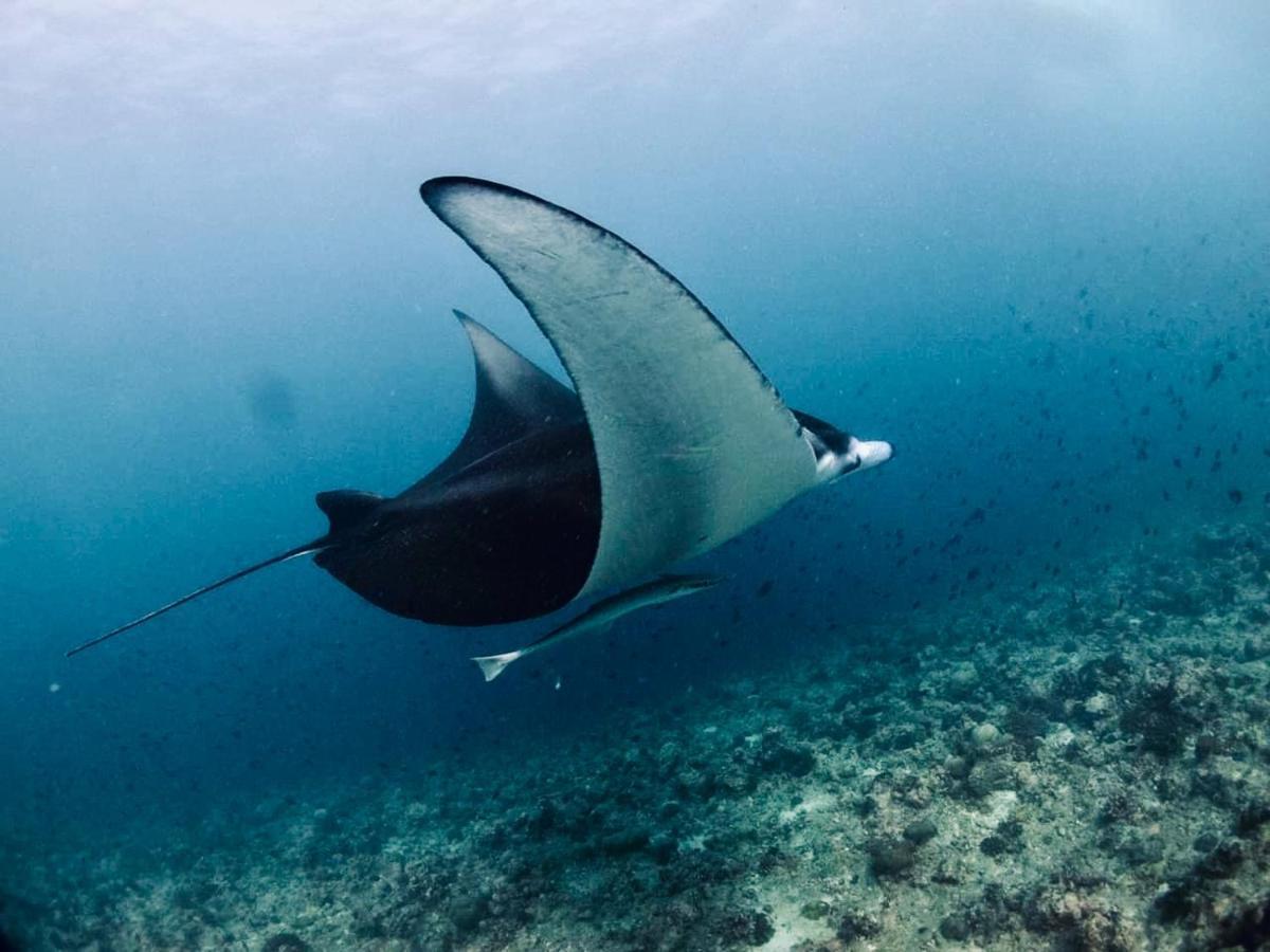 Vilu Thari Inn Maldives Mahibadhoo Экстерьер фото